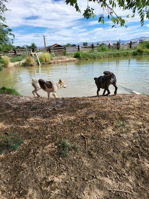 4 Paws Grooming and Boarding