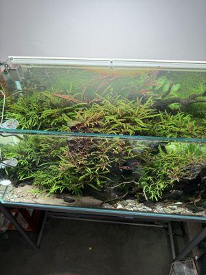 Aqua Forest Aquarium