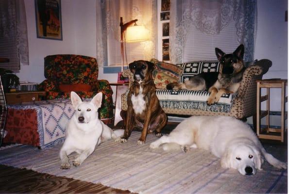 The Everyday Dog Positive Training