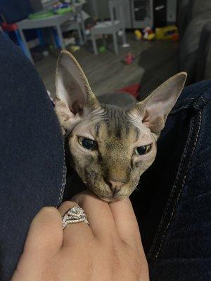 Dead 18 month old cat after receiving "care" here.