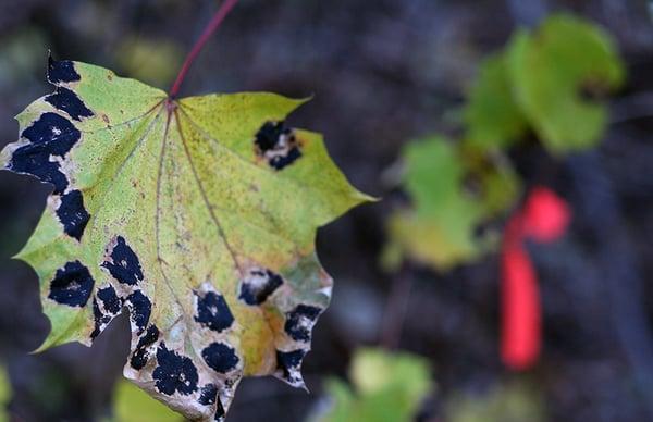 Tree Disease Arlington
