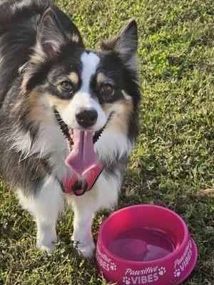 Autumn's Bed and Biscuit Pet Sitting Services