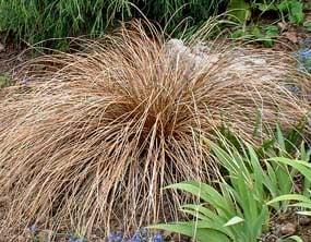 Ornamental Grasses of Puget Sound