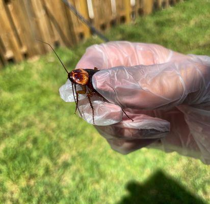 Roach Control Service.