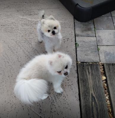 Alone at Home Pet Services