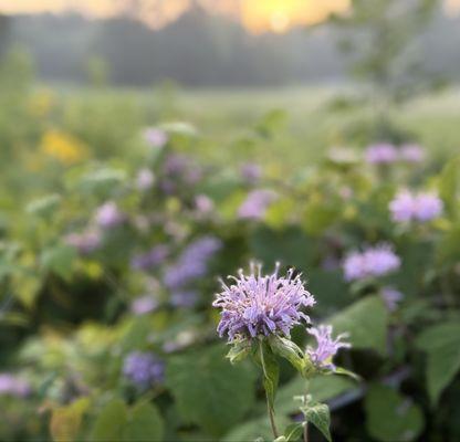 Sharon Woods Metro Park