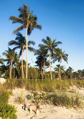 These Palm Trees on the beach look amazing