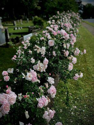 Mount Holly Cemetery