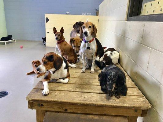 TailWaggers Doggy Daycare