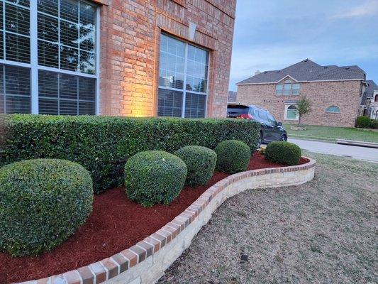 Flower bed clean up, replace mulch and trim hedges and shrubs.