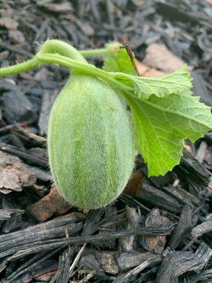 aGROWKulture Urban Farm