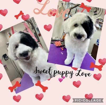 Portuguese water dog