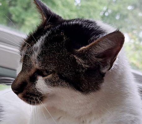 Walworth Animal Hospital