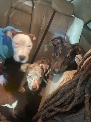 Big Paw Rescue & Rehoming