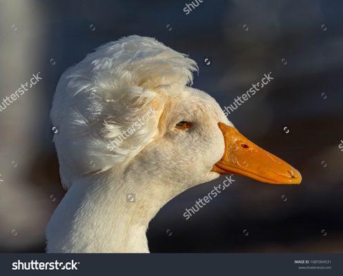 A pretty duck