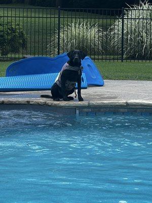 Stonnie Dennis Dog Training & Boarding