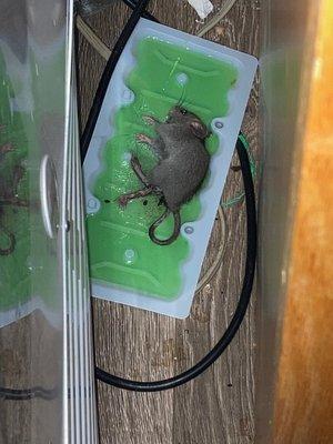 Douglas Johnson - Compass Realty & Management