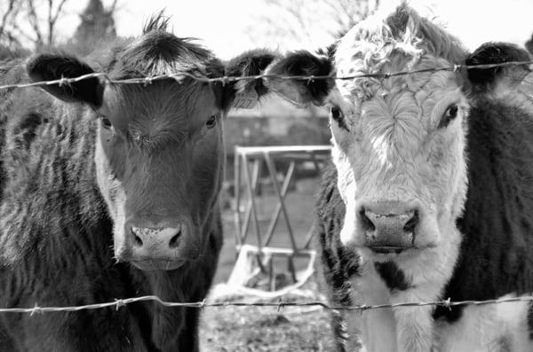 Risius Family Veterinary Service