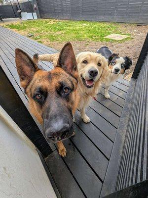 After a thorough backyard cleanup, say goodbye to the dogs at the gate with a smile! Discover the simple joys of providing your furry friend