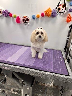 Pawsome Pet Spa On Wheels