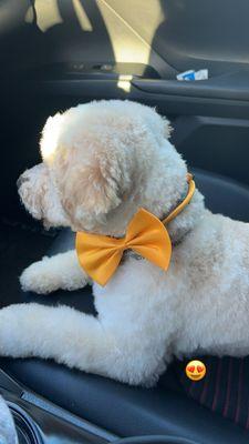 Puppy Love Pet Stylist