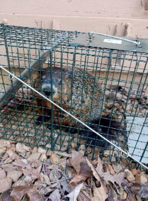 Outpost Pest Service