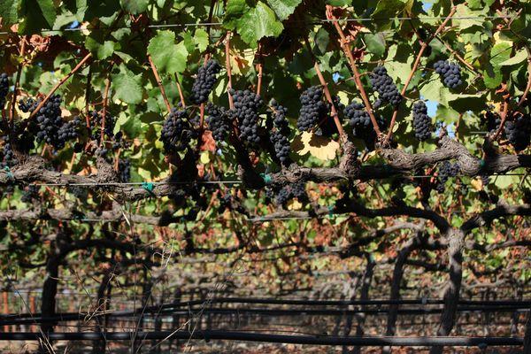 Beckstoffer Vineyards