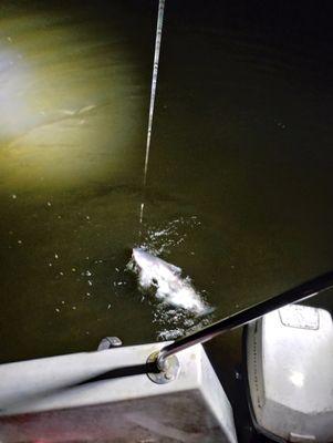 Tag Along Boat Rides