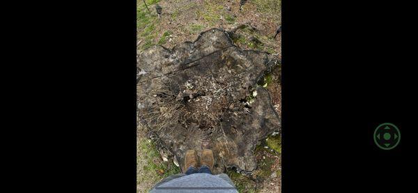 Double L Stump Grinding