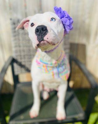 Peace Love And Furballs Animal Rescue