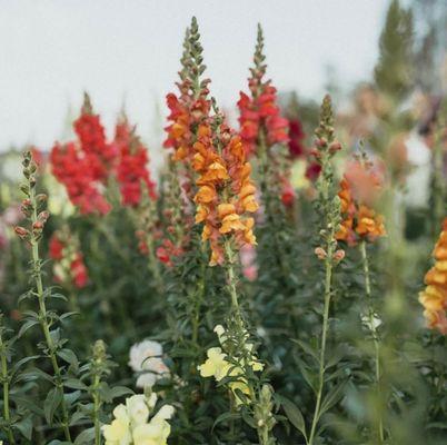 Snap dragons grown here at the farm.