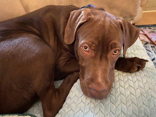 East Texas Veterinary Clinic