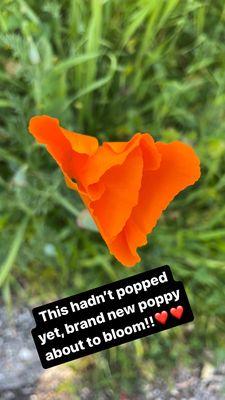 California poppy