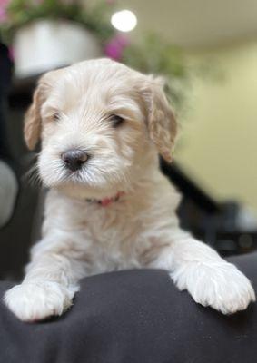 Patriots Poodles and Doodles