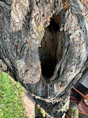 ICT Tree & Landscape