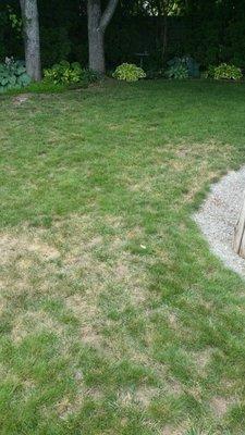 Just a FEW of the spots in the lawn after 5+years of "professional" care.