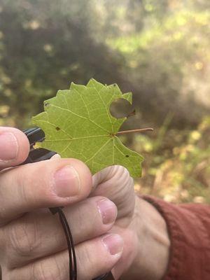 The native leafcutter bee cuts perfect circles in grape leaves!