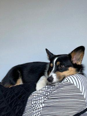 Westland Veterinary Hospital