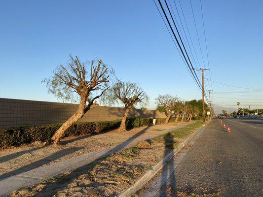 Perez III Tree Service