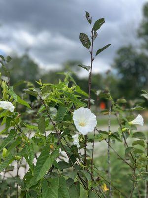 Baker Creek Preserve