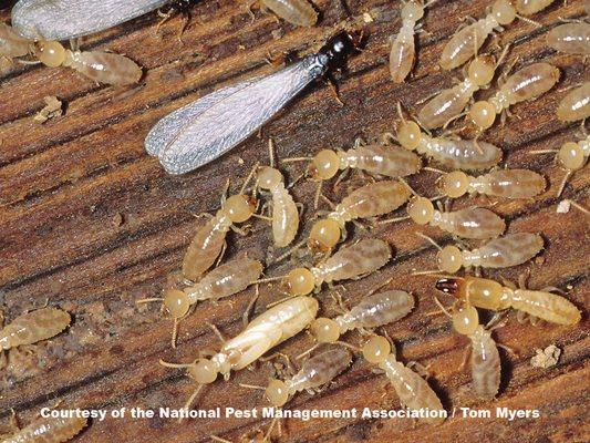 Termites cause more damage than floods, earthquakes, tornadoes and hurricanes...combined!