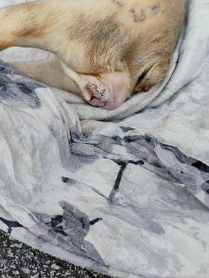 Walking On the Moon Animal Hospital