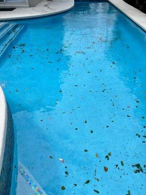 Pool Kings of Palm Beach