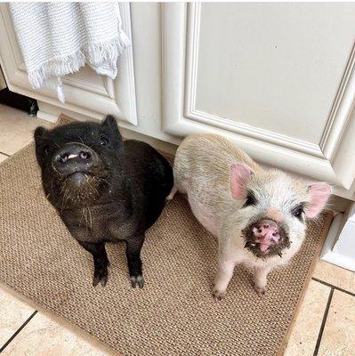 Animal Intuitive Dena Kay