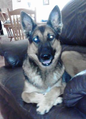 Carma Cares Pet Services