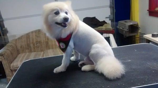 Bark At the Moon Grooming