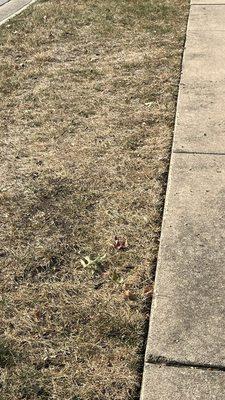 Overspray on parkway. Was all green before June.