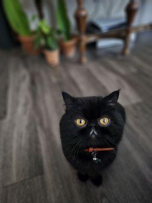 BINXX 2Wks or so after being neutered! Recovery went smooth!