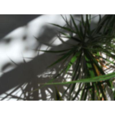 Citrus and Palm Gardens