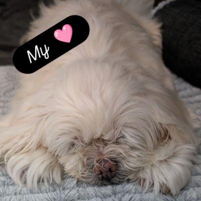 Cassidys Custom Pet Services